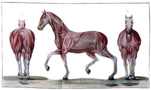 Hestens anatomi: peeling, ansikt og profil - "" Hippiatric Course, complete treatise of horse medicine"" av P. E Lafosse av French School