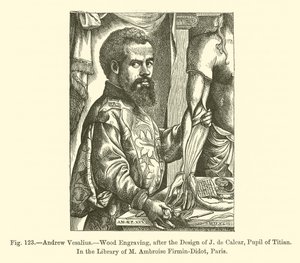 Andrew Vesalius (gravering) av French School