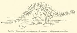 Dyr fra juraperioden, Brontosaurus (gravering) av French School