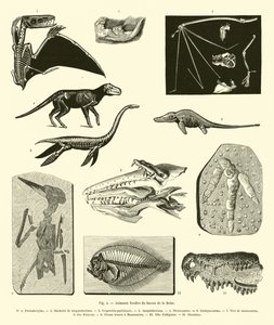 Fossile dyr fra Seinebassenget av French School