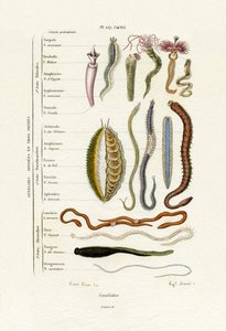 Annelids, 1833-39 av French School