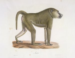 Anubis. En bavian, fra Natural History of Mammals (farge litho) av French School