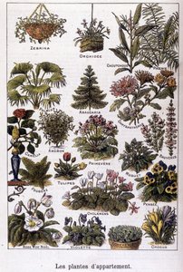 Leilighetsplanter, 02.02.1901 (gravering) av French School