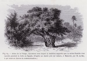 Jomfruens tre; Sycamore som tradisjonen rapporterer at den hellige familie hvilte under flukten til Egypt, Fra en tegning hentet fra naturen, ved Matarieh, av M. de Bar, som vi skylder kommunikasjonen (gravering) av French School