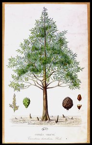 Bald Cypress Tree av French School