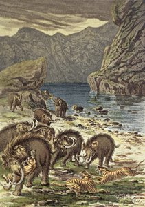Kamp mellom mammuter og sabeltannede tigre, fra Le Monde Avant la Creation dHomme av Camille Flammarion, 1886 av French School