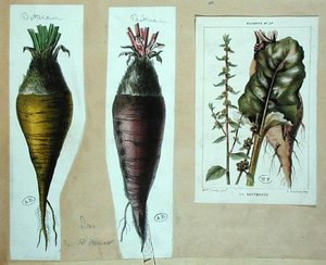 Rødbeter, tre botaniske plater (farge litho) av French School