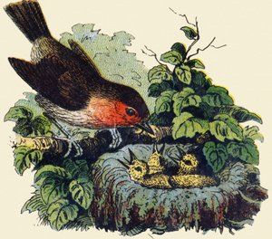 Fugl og unger i et reir. Gravering i "ABC ubesirlig på lakkert lerret". A. Capendu, redaktør, Paris, slutten av 1800-tallet. Barnebokhandel illustrert. 8 sider. Mål: 21,5x18 cm. av French School