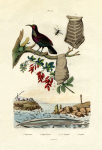 Paradisfuglen, 1833-39 av French School