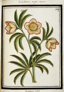 Svart Hellebore, ca.1700 av French School