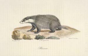 Grevling, grevling, fra Natural History of Mammals (farge litho) av French School