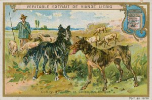 Border collie og fårehund av French School