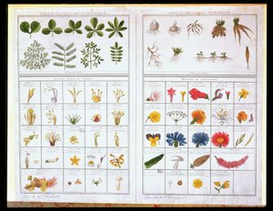 Botanisk tabell etter Carl von Linne (1707-78) og etter Joseph Pitton de Tournefort (1656-1708), sent på 1700-tallet (fargegravering) av French School