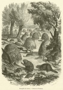 Landsby med bever (gravering) av French School