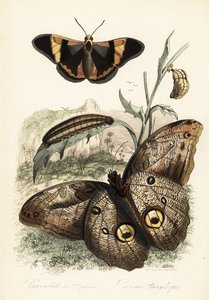 Brassolis sophorae sommerfugl, puppe og larvelarve av French School