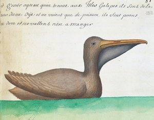 Brun pelikan (Pelecanus occidentalis), Galapagosøyene, akvarell fra loggbok av Jacques Gouin de Beauchesne (1652-1730), kaptein for Compagnie royale de la Mer du Sud, fra 1698 til 1701, Frankrike av French School
