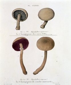 Brun sjampinjong - i "Treat des champignons"" av Jean Jacques Paulet sent på 1700-tallet av French School