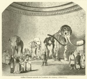 Naturhistorisk kabinett ved Vitenskapsakademiet, Petersburg (gravering) av French School