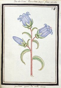 Campanula Trachelium, ca. 1700 (akvarelltegning, innrammet i svart) av French School