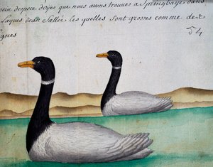 Canada Geese, Springbaye, Salt Lakes Region, akvarell fra loggbok av Jacques Gouin de Beauchesne (1652-1730), kaptein for Compagnie royale de la Mer du Sud, fra 1698 til 1701, Frankrike av French School