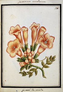 Kanadisk Jasmine, ca. 1700 av French School