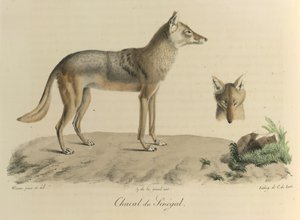 Sjakal fra Senegal. En sjakal fra Senegal, fra Natural History of Mammals (farge litho) av French School