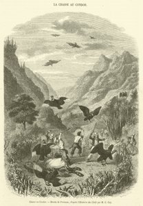 Condor Hunt (gravering) av French School