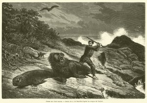 Sea Lion Hunt (gravering) av French School