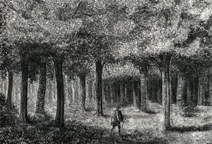Cinchona tree skog som produserer cinchona bark for behandling av malaria, Peru (gravering) 1888 av French School