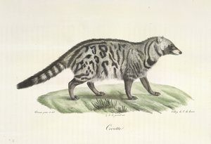 Civet, fra Natural History of Mammals (farge litho) av French School