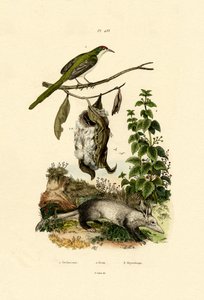 Vanlig skredderfugl, 1833-39 av French School