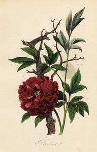 Vanlig peon, Paeonia officinalis, med spindelvev av French School