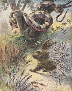 Konfrontasjon mellom en slange og et piggsvin (fargelitografi) av French School