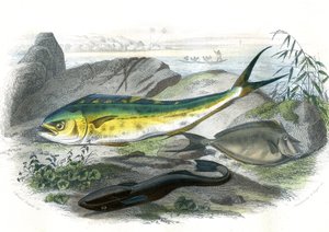 Coryphene Hippurus (coryphene brasmer, kameleonfisk) - En bas: echeneis remora et le nason licornet - Plate hentet fra Natural History av Bernard Germain de Lacepede (1856-1925), utgave P.Furme, Paris av French School