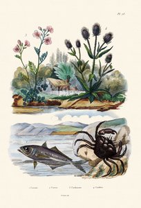 Krabbe, 1833-39 av French School