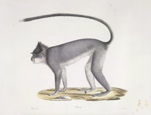 Croo. En ape, fra Natural History of Mammals (farge litho) av French School
