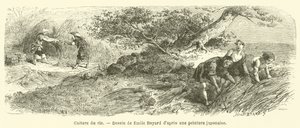 Dyrking av ris (gravering) av French School