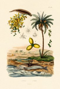 Dadelpalme, 1833-39 av French School
