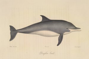 Bridled Dolphin, fra Natural History of Pattedyr (farge litho) av French School