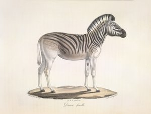 Dauw kvinne. Den stripete kvaggaen, eller Burchells sebra, fra Sør-Afrika (Asinus Burchellii), fra Natural History of Mammals (litho-farge) av French School