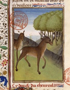 Hjort og hjort - i "" The Hunting Book of Gaston Phoebus, Count of Foix, Lord of Béarn"" av French School