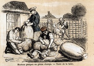 Description of the various uses and products of sheep: sheepcutting. Plate “” Les moutons”” in “” les Recreations instructives”” Synoptique painting by Jules DELBRUCK, engraving from 1860. Private collection. av French School