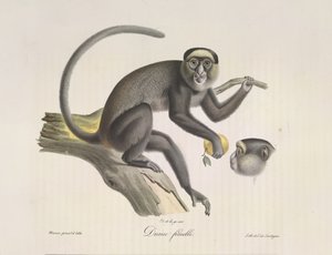 Diana, en kvinnelig ape, fra Natural History of Mammals (farge litho) av French School