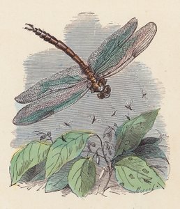 Dragonfly (farget gravering) av French School