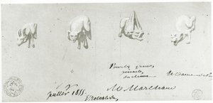 Tegning for restaurering av gargoylene til Notre Dame, 1855 av French School