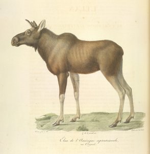 Elg fra Nord-Amerika, fra Natural History of Mammals (farge litho) av French School