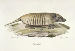 Encoubert, Armadillo, fra Natural History of Pattedyr (farge litho) av French School