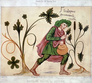 Esculapus finner betoneum (medisinplante) av French School