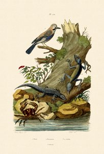 Eurasian Jay, 1833-39 av French School
