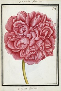 Kvinnelig Peon, ca.1700 av French School